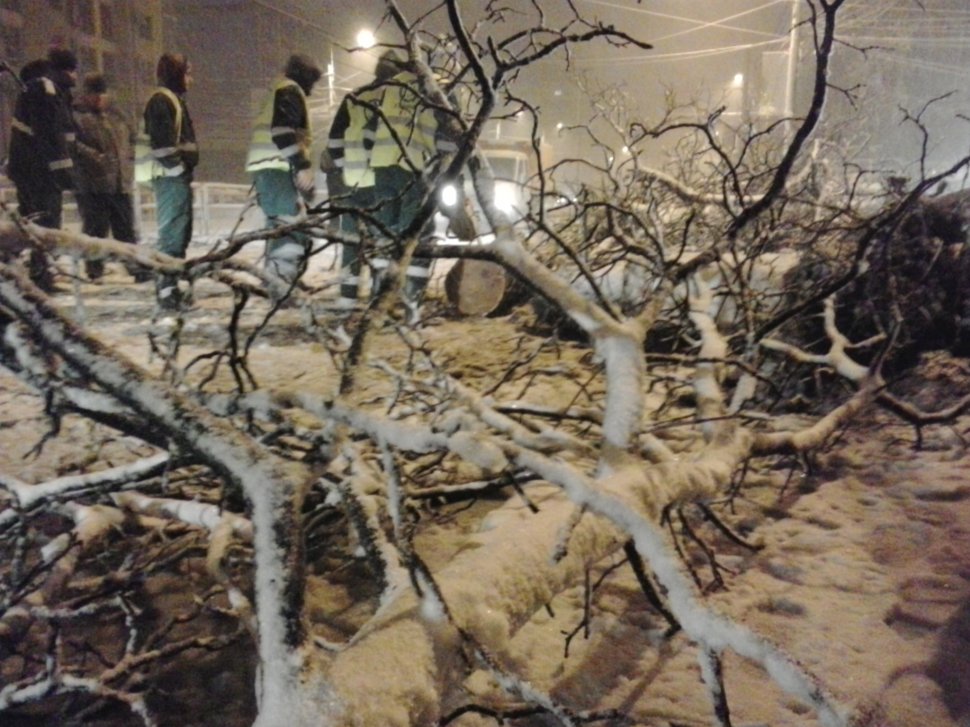 FOTO. Copac căzut pe strada Turda, din Capitală