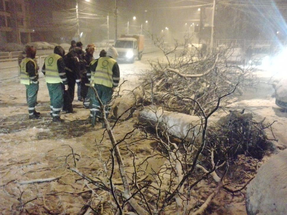 FOTO. Copac căzut pe strada Turda, din Capitală 355835
