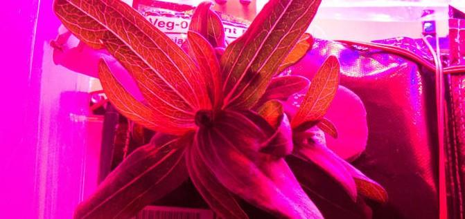 Prima plantă care a înflorit pe Staţia Spaţială Internaţională 355976