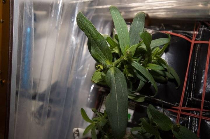 Prima plantă care a înflorit pe Staţia Spaţială Internaţională 355977