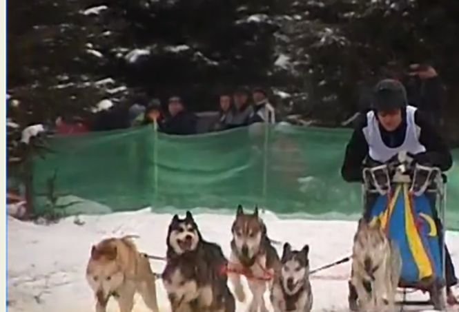 Zeci de câini Husky, Samoyed si Malamut, la concursul canin din Harghita. Competiţia a atras sute de admiratori