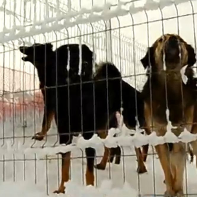 400 de câini au fost la un pas să moară îngheţaţi, la marginea comunei Belciugatele