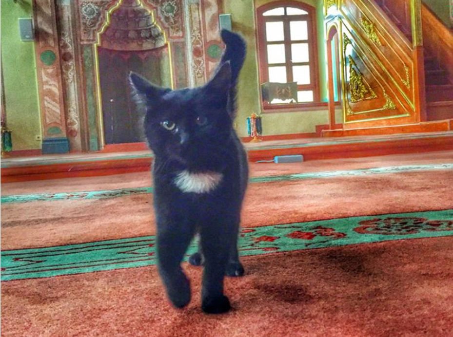 O moschee din Istanbul a fost invadată de pisici. Cu permisiunea imamului