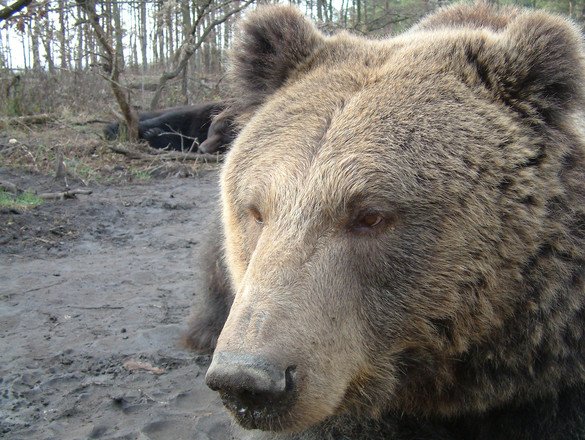 Un bărbat din Bacău a fost atacat de urs. Ce a făcut fiul lui este incredibil