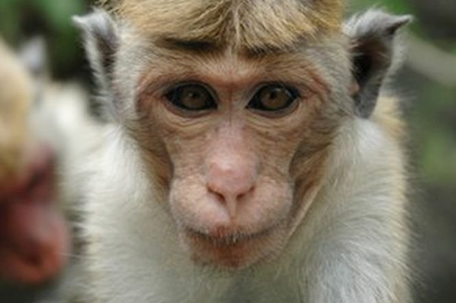 Operație de transplant de cap la o maimuță. Ce s-a întamplat cu animalul după intervenție. Un medic italian vrea să repete procedura la oameni