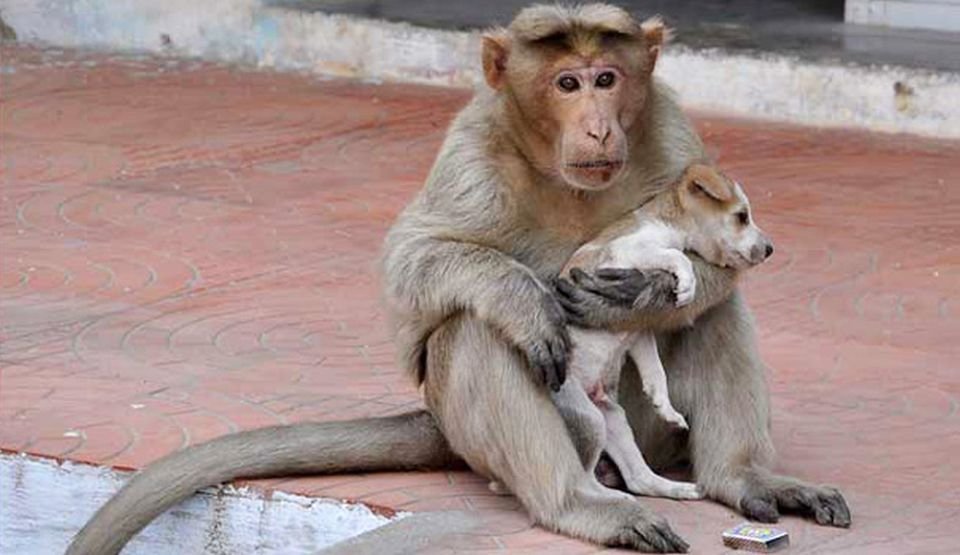 Imagini de senzație. O maimuță a adoptat un cățel și îl îngrijește ca și cum ar fi mama lui - GALERIE FOTO