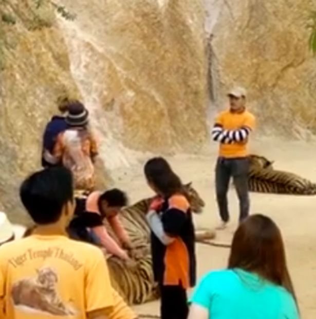 Un îngrijitor, filmat când loveşte un tigru cu pumnul în faţă, într-un templu turistic