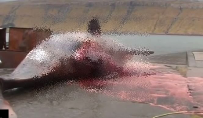 Imagini șocante. O balenă explodează în timpul autopsiei