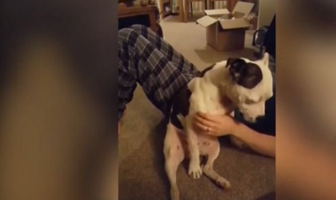 Un câine care ştie cu adevărat ce vrea a reuşit să-şi dreseze stăpânul. VIDEO