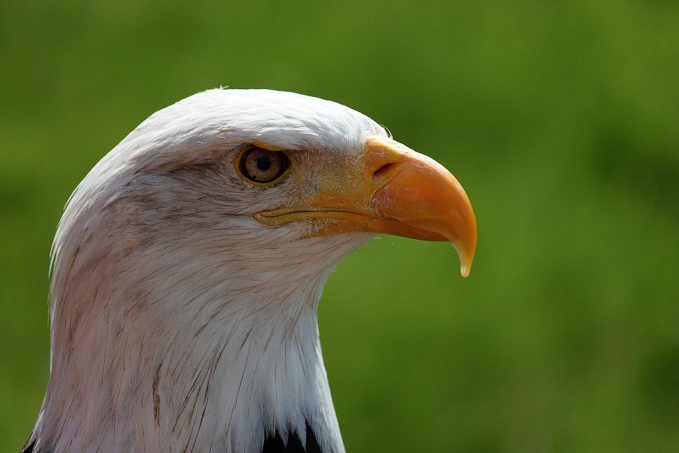 Un vultur a fost capturat în Liban. Pasărea e suspectată de spionaj