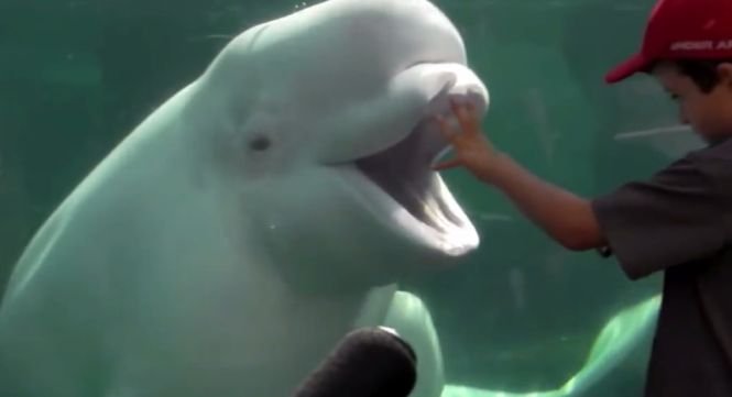 Adorabil. Joaca dintre o balenă albă și copii VIDEO