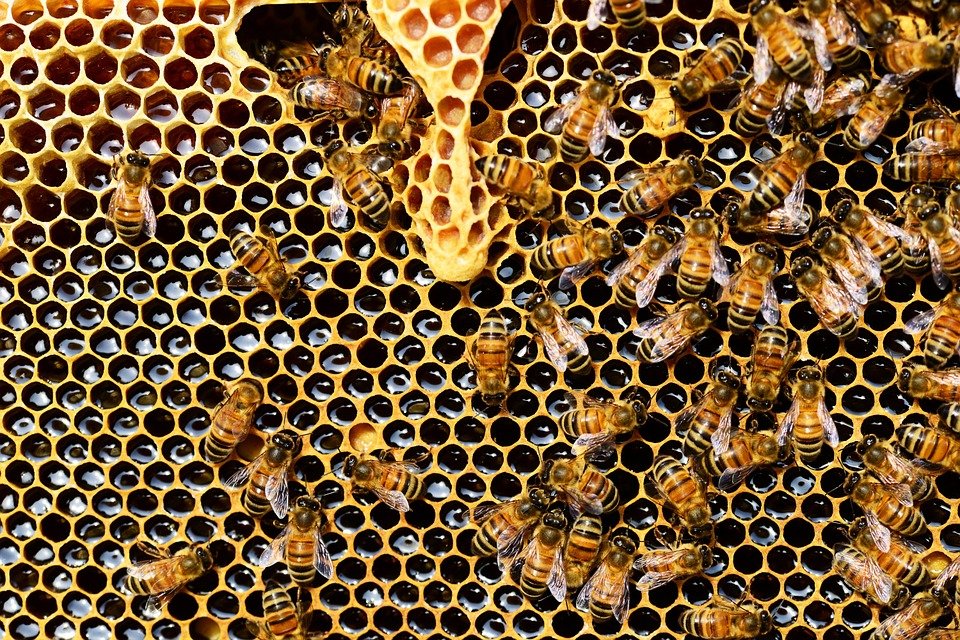 O maladie decimează albinele. Omul este principalul responsabil