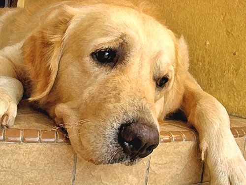Specialiştii au decretat: Un fenomen îngrijorător pentru omenire îi deprimă pe câini 