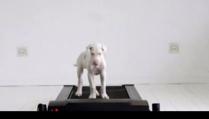 Transformarea incredibilă a unui căţel bolnav. VIDEO emoționant