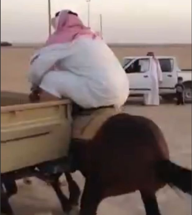 Noul viral de pe net. Un obez a încercat să călărească un cal, dar animalul...
