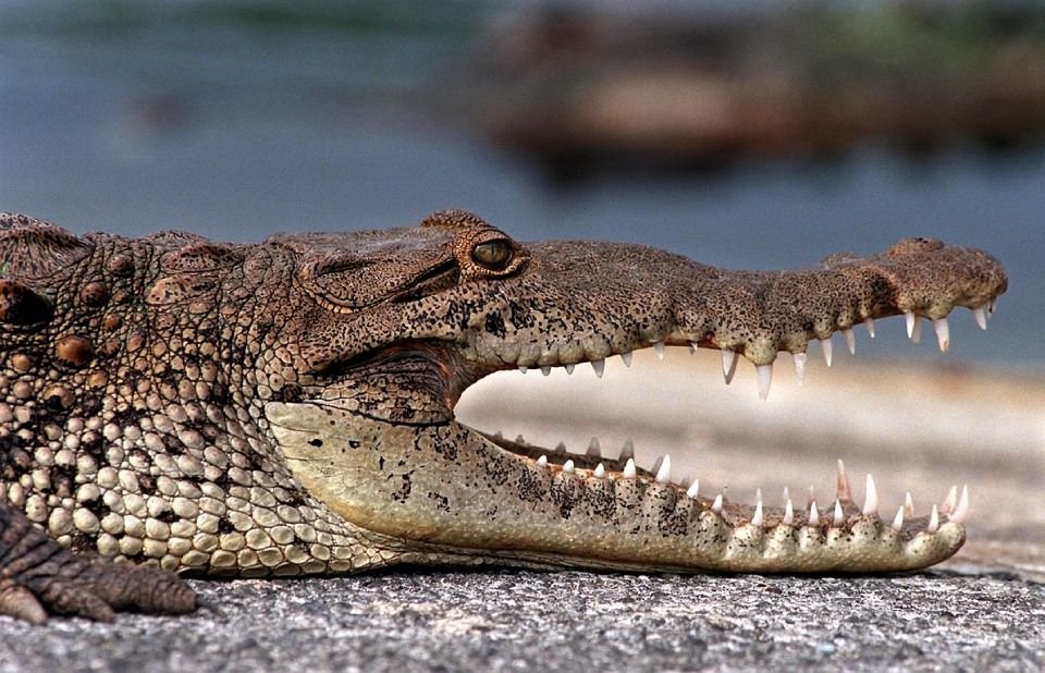 Zoo-tragedie în Mexic! 124 de crocodili au murit striviţi şi sufocaţi