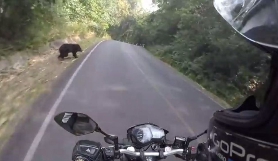 VIDEO. Mergea pe motocicletă când i-a ieșit un urs în cale. Ce a făcut bărbatul ca să scape de animalul dezlănțuit