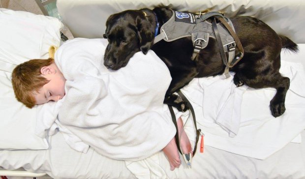 Impresionant! Un câine loial i-a emoţionat pe medici. Nu şi-a părăsit nicio clipă stăpânul autist