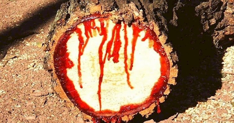 Au tăiat un copac și au făcut o descoperire înfricoșătoare. De ce a început să curgă sânge