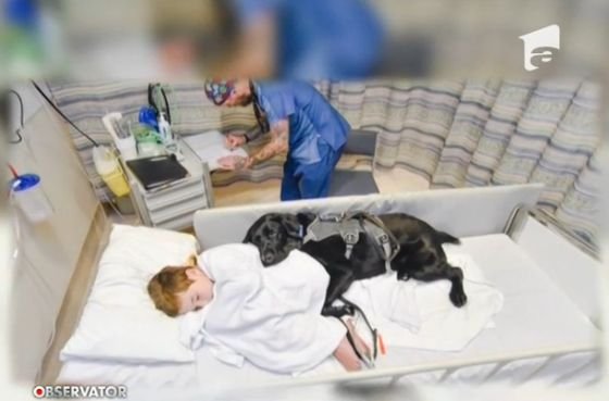 Imagini emoționante! Un câine își păzește stăpânul chiar și pe patul de spital