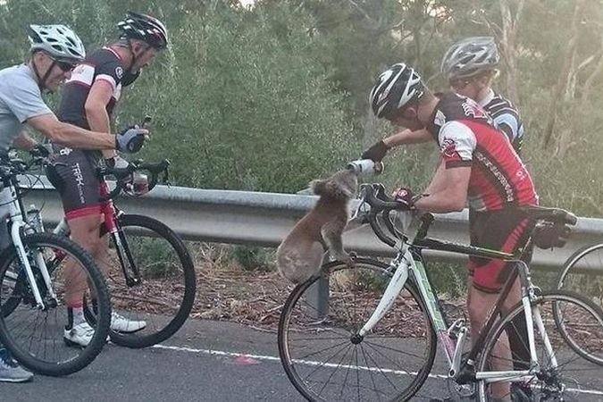 Moment emoţionant! Un urs koala însetat a oprit un biciclist ca să-i ceară apă