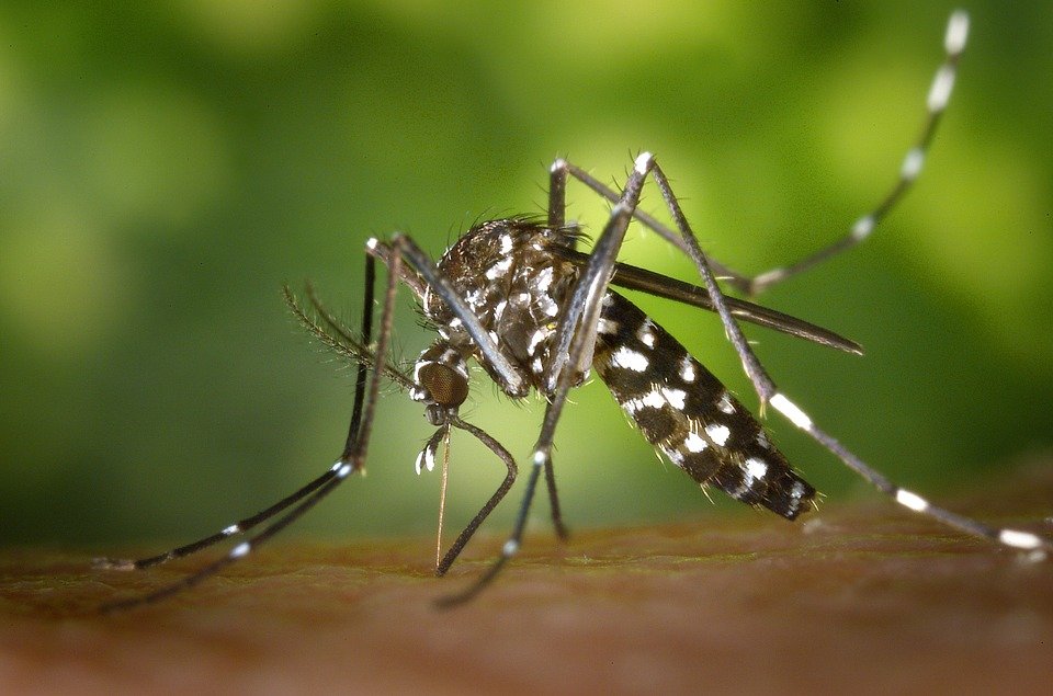 Ţânţarii care transmit virusul Zika au fost depistaţi în Bucureşti