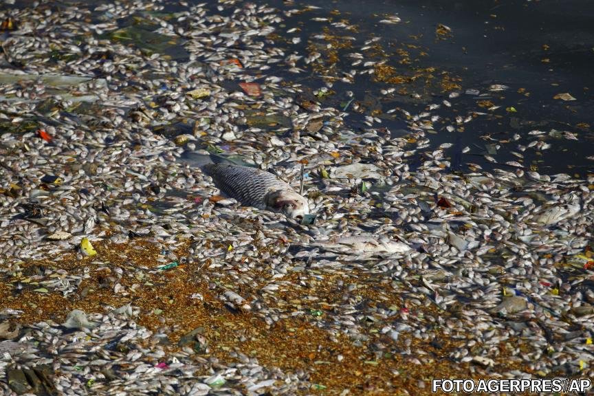 Dezastru ecologic: Mii de pești morți au fost descoperiți la malurile unui lac