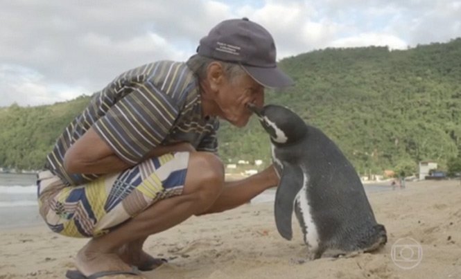 Poveste emoţionantă: Un pinguin înoată 8.000 de kilometri în fiecare an ca să-şi întâlnească salvatorul 