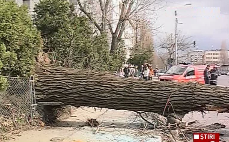 Copac prăbușit peste un autobuz, în București