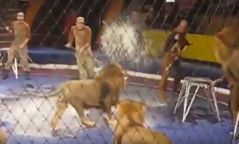 Panică la circ - dresorul este atacat de un leu furios - VIDEO 