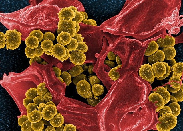 Bacterie periculoasă descoperită la Spitalul Judeţean Suceava
