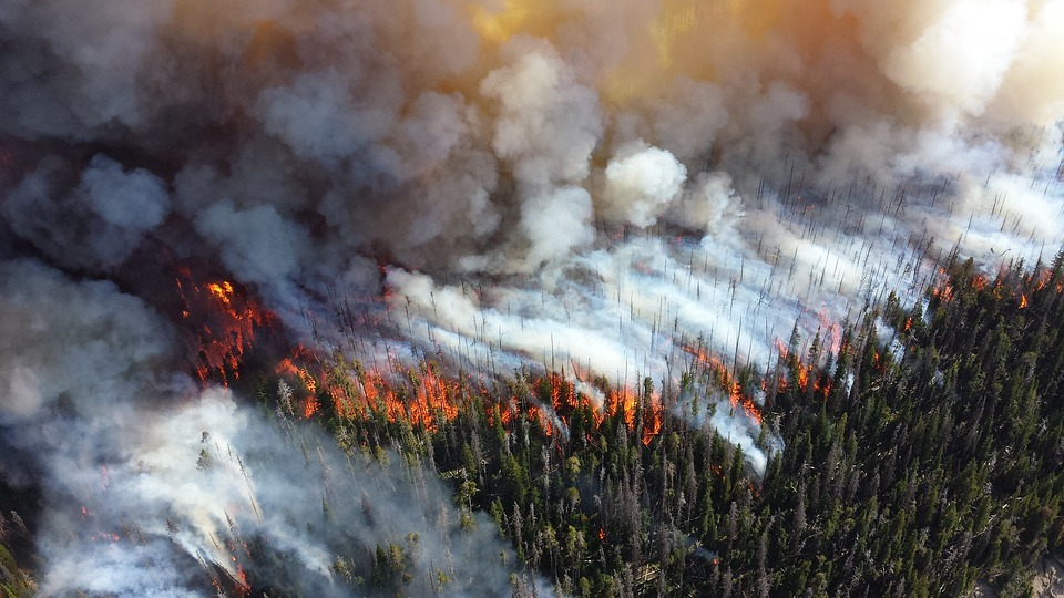 Pădure incendiată din cauza unei țigări aruncate la întâmplare