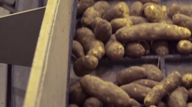 Cum sunt produşi cartofii prăjiţi serviţi în restaurantele McDonald's. VIDEO