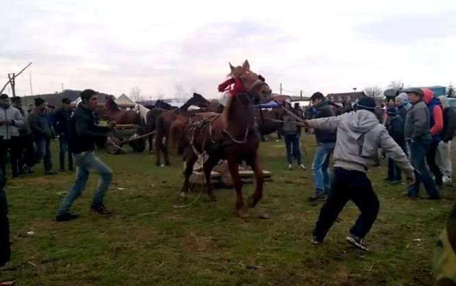 VIDEO. Scene de cruzime rară. Un cal este bătut crunt 