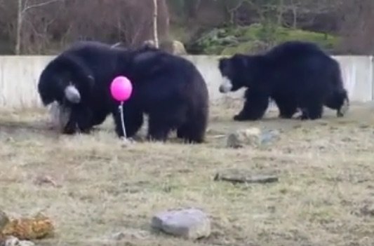 Adorabil! Cum reacționează trei urși bruni când văd un balon roz