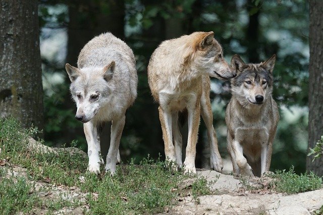 Lupii au făcut prăpăd în Bistrița-Năsăud