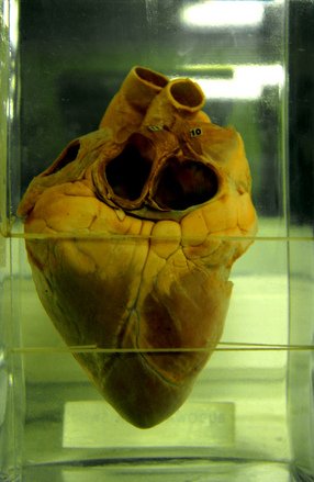 Performanță în cercetare: prima inimă perfect funcţională creată în laborator