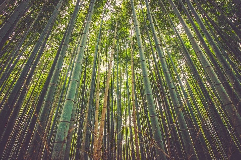 Bambusul, viitorul ecologic al construcțiilor