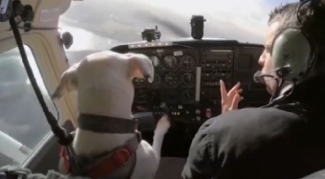 Câine dresat cu succes să piloteze un avion! VIDEO