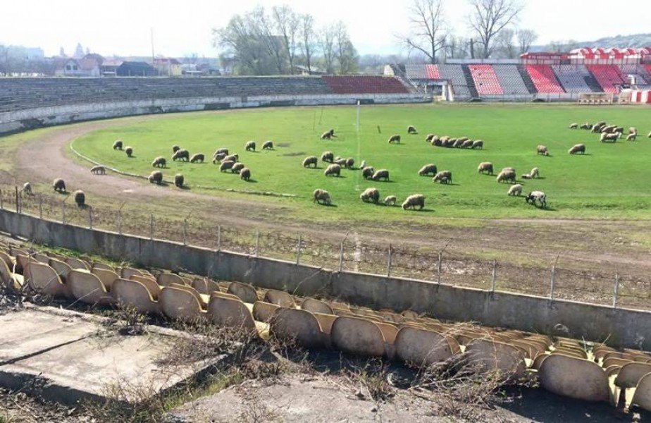 Imagini incredibile dintr-un municipiu care a câştigat Cupa României: oile pasc pe stadion!