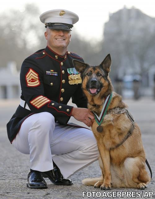 A salvat mii de soldați în Irak și Afganistan, iar armata l-a premiat. Câinele Lucca, medaliat pentru curaj