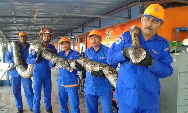 Cel mai lung şarpe din lume a fost capturat. Cum arată pitonul de 8 metri și 250 de kilograme
