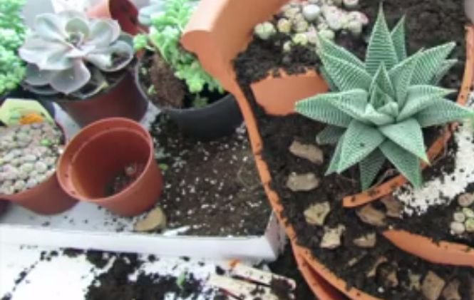 Cum să îți faci o minigrădină la tine acasă - VIDEO