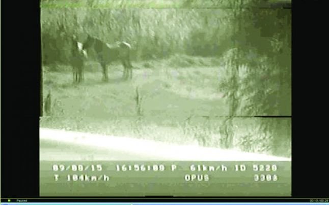 Un radar din Iaşi a „prins” doi cai păscând cu 104km/h  