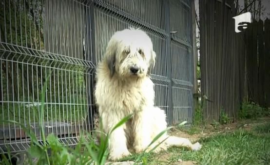 Incredibil! Un câine din Dolj își așteaptă de cinci ani stăpânul care a murit