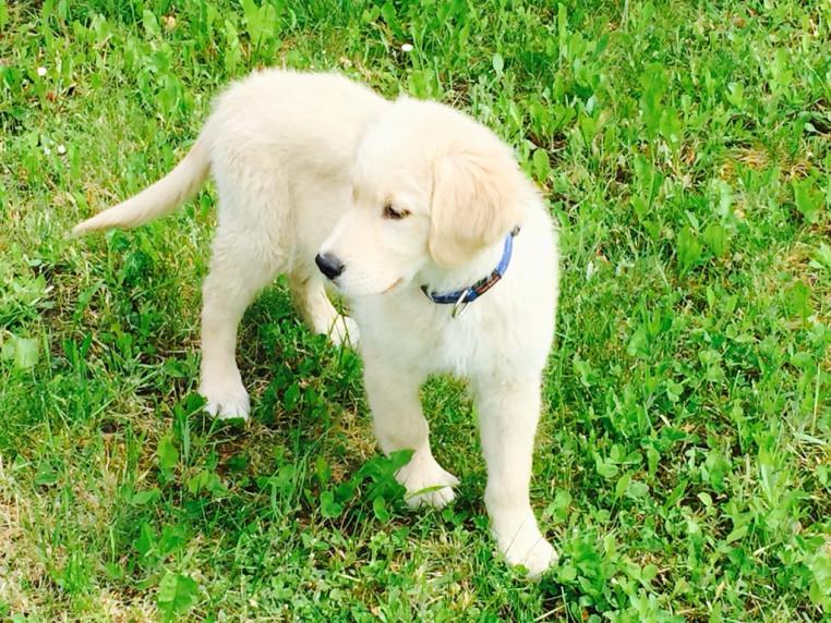 Surpriză în familia lui Adrian Năstase. Un nou membru al familiei și-a făcut apariția 378496