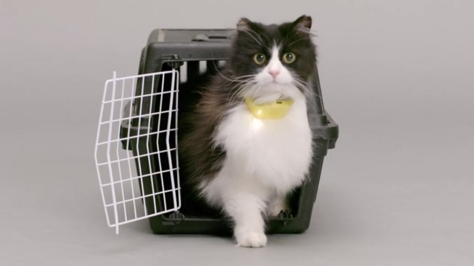 O companie britanică a inventat zgarda care traduce sunetele pisicilor
