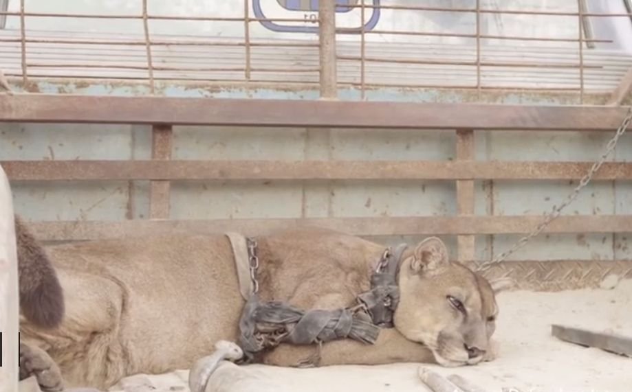 Povestea sfâșietoare a leului care s-a bucurat de prima lui zi de libertate, după 20 de ani de captivitate