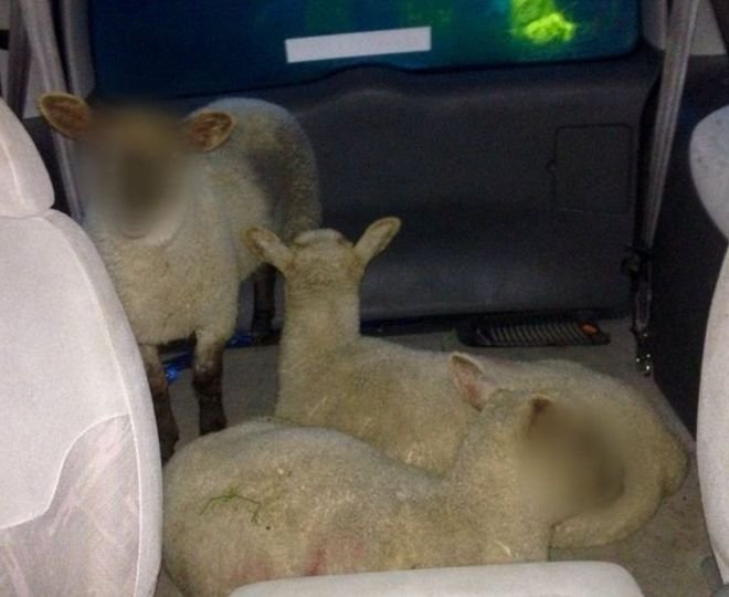 Poza care a produs confuzie pe internet. De ce au fost blurate fețele oilor și care este legătura a trei români cu acest caz