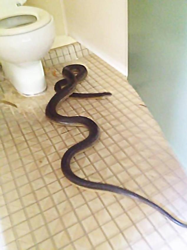 Avea nevoie urgent la toaleta! Cand a vazut ce era in WC, era sa lesine - A iesit tipand de acolo 381728